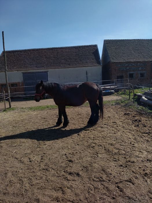 Iepe gestante de vănzare