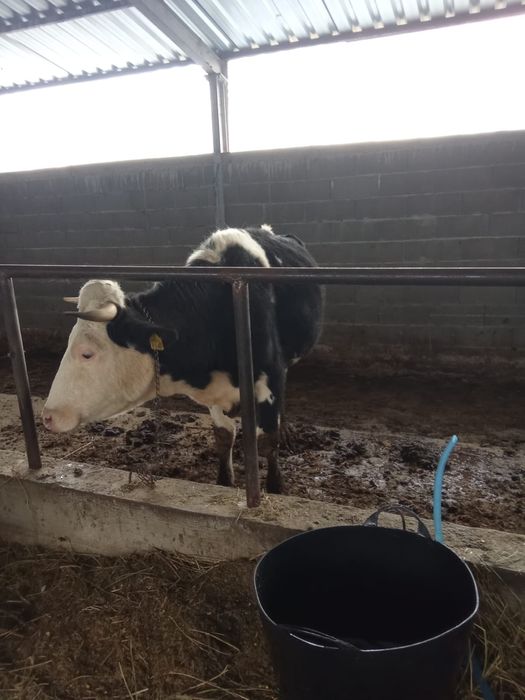 Vând o vaca la a doua fătare gestantă în 8 luni