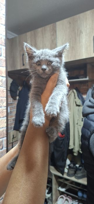 Котенок русская-голубая