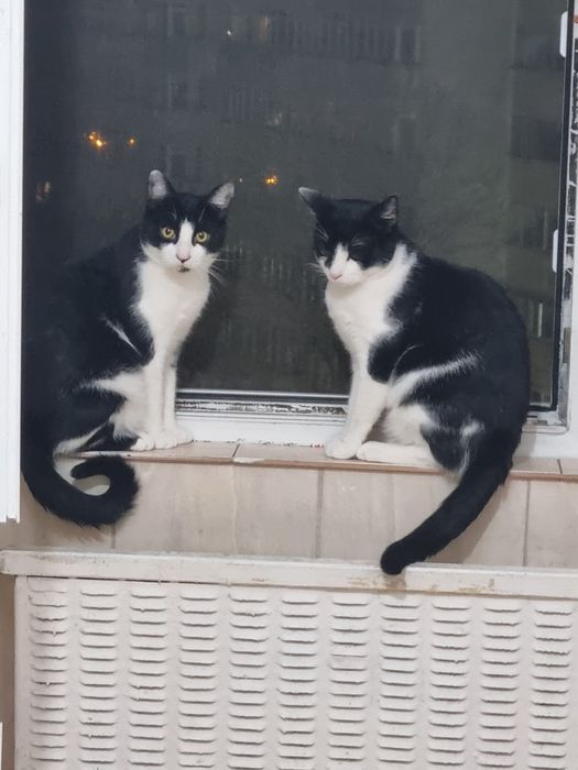 Motanei superbi de adoptat, pisici de adoptat,puiuti de pisica adoptie