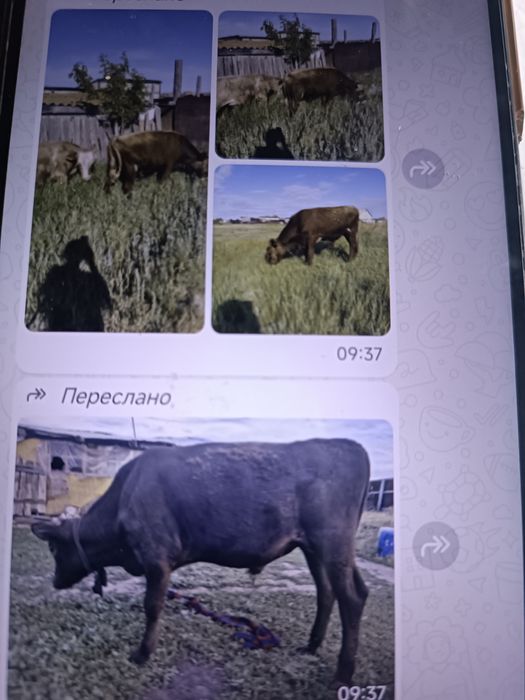Продается  3 бычка
