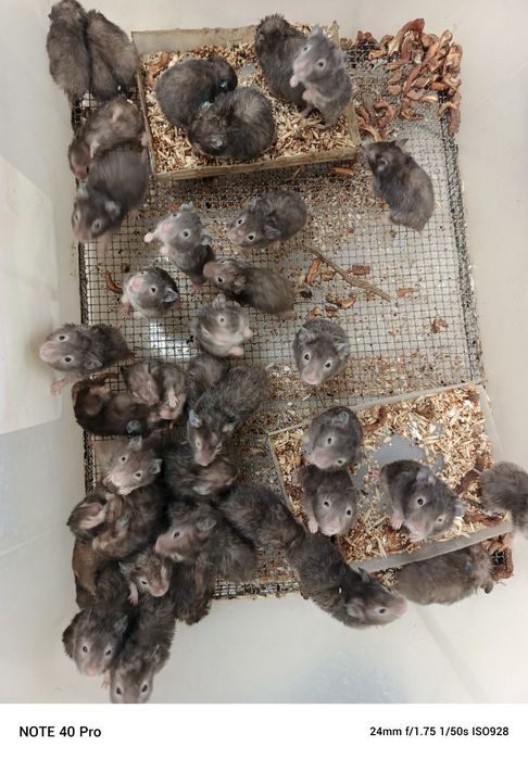 Хомички разных окрасов оптом