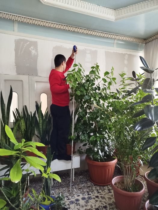 Xonaki, dekorativ gullar. Narxi keliwtirib gaplawamiza