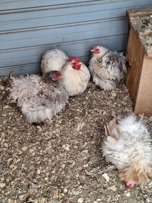 cochinchina pitic Galben