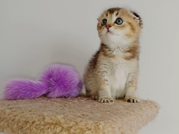 Скоттиш фолд кошки