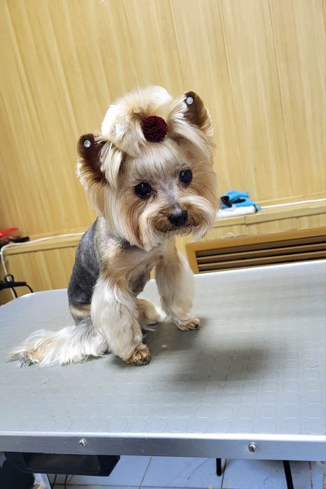 Груминг. Стрижка собак