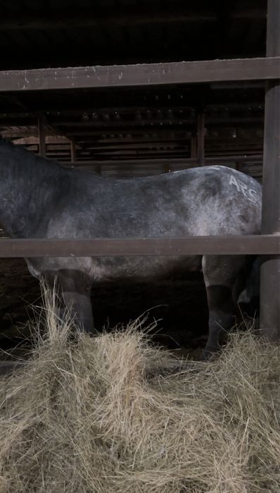 Донен жирный откорм 3 месяца