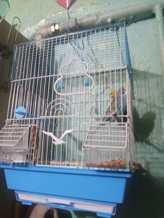 Попугай. Двое парачка.