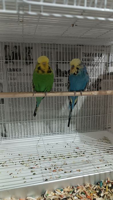 Выставочные чехи попугай