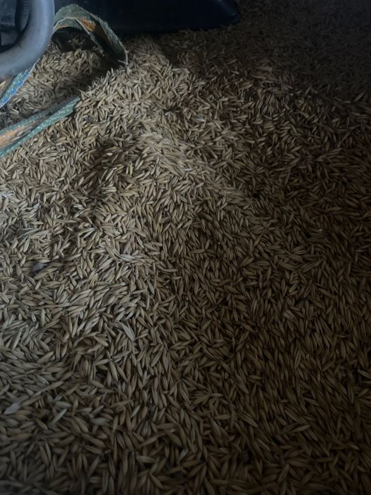 Ovaz de vanzare la big bag