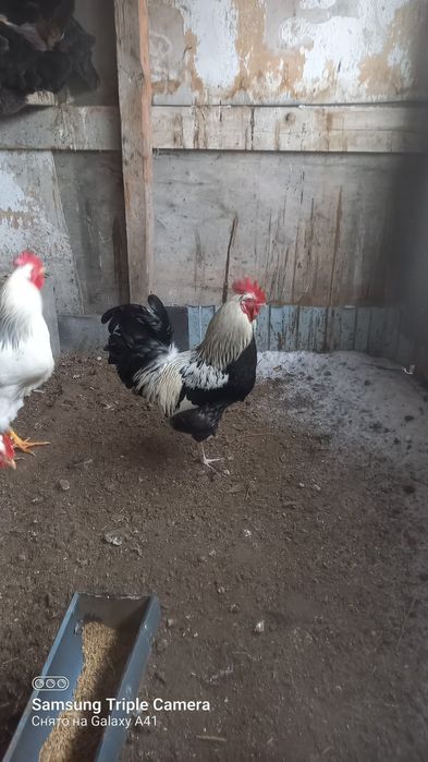 Продам молодые петухов