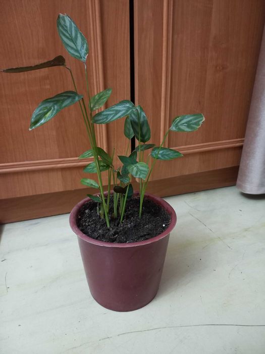 Продам комнатные цветы