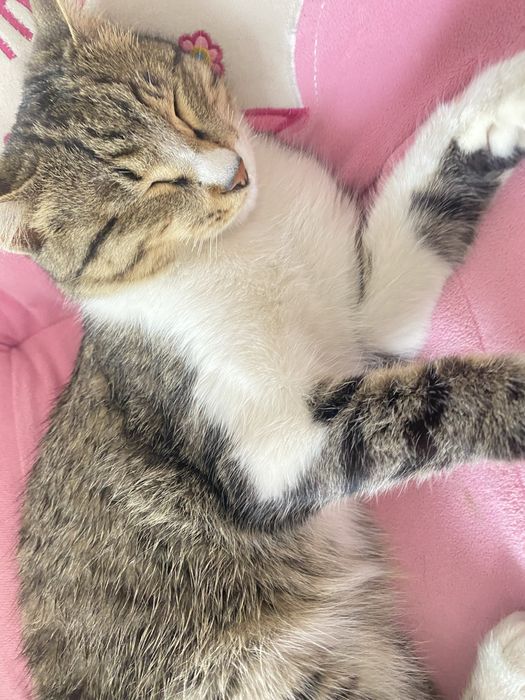 Срочна продаю кошка