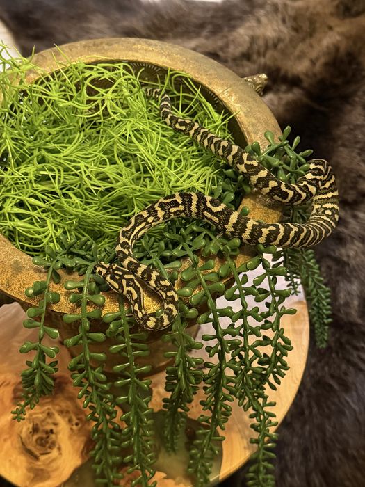 Ковровый Питон. Самка