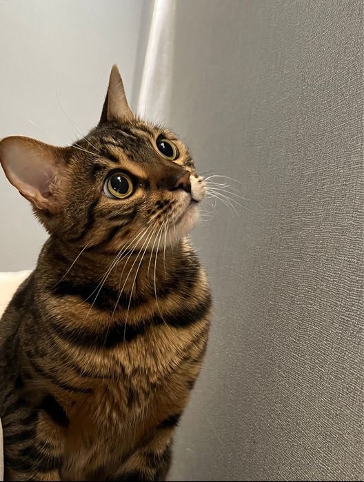 Кошечка бангальской породы