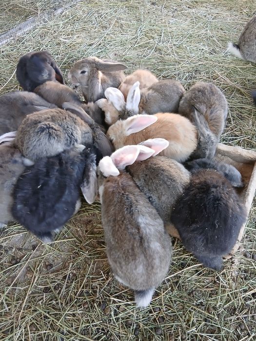 Продам крольчат по 3 тысячи