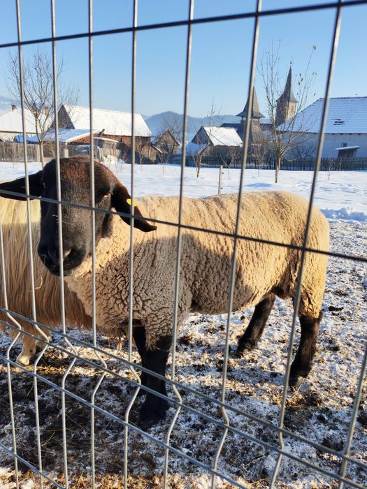 Berbec sufoc cu origine