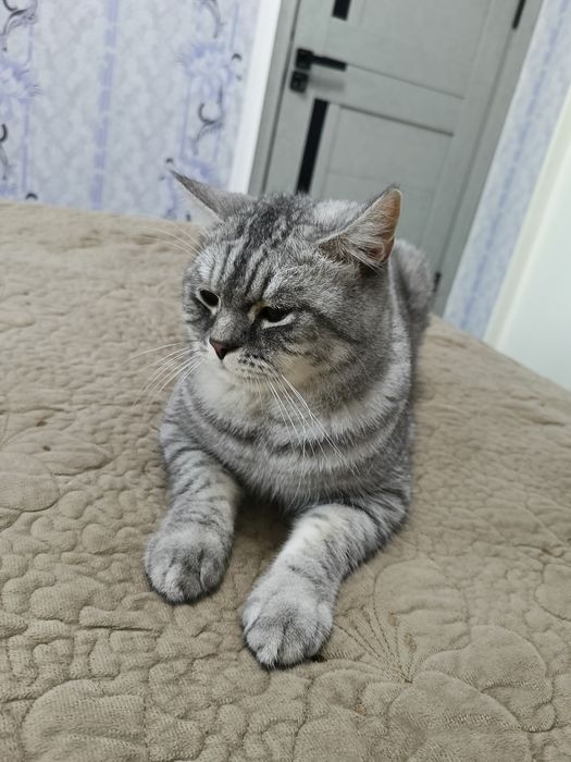 Продаётся кот. Цена договорная.