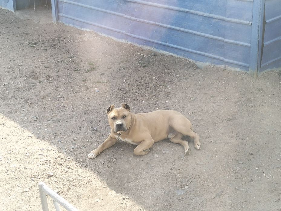 Продаётся  элитный  стаффордширский терьер