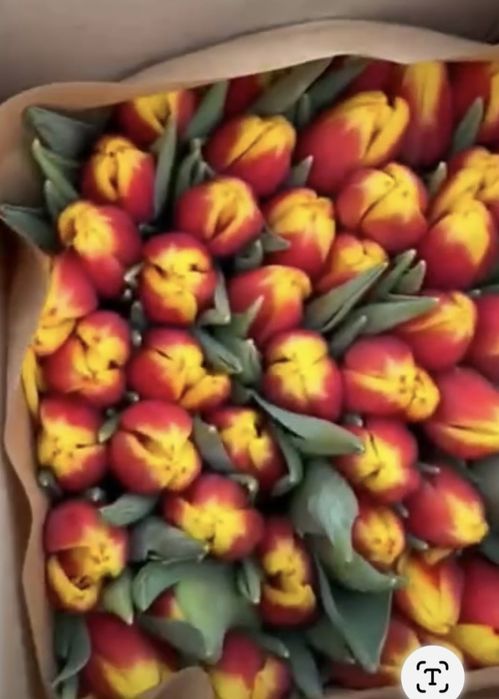 Тюльпаны в 8 Марта