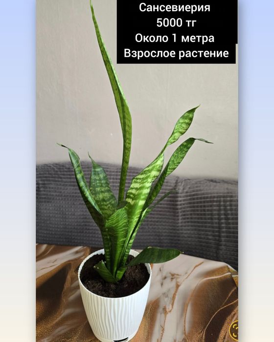 Комнатные цветы комнатные растения