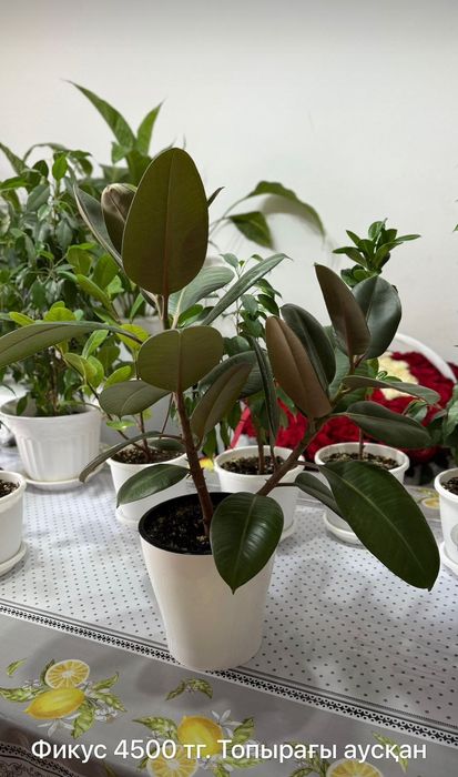 Комнатные  цветы