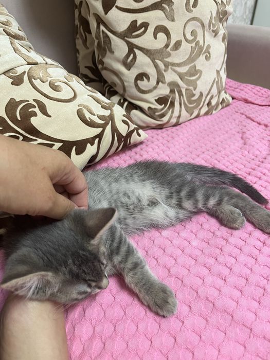 Котенок 1,5 месяца