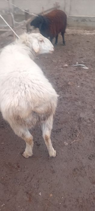 Продам токты кочкаров