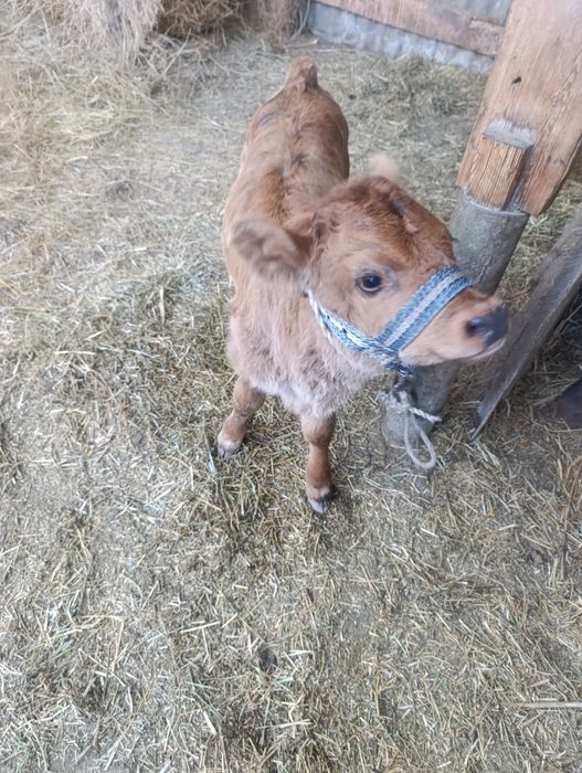 Продам корову с теленком