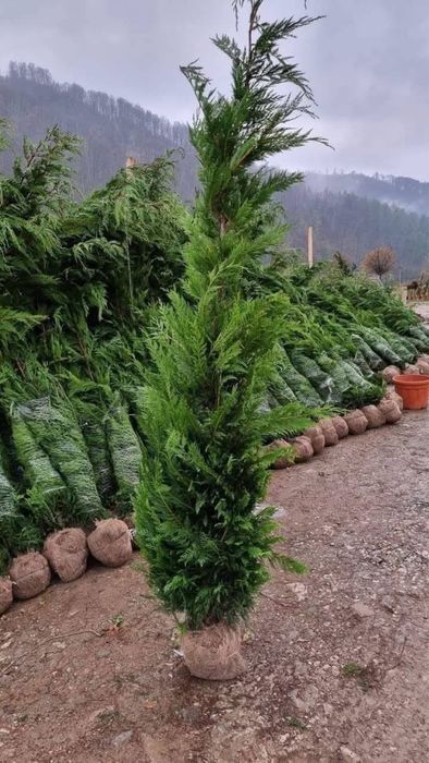 Tuia leylandii super oferta