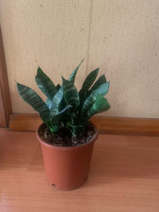 Продаю комнатное растение Сансевьерия