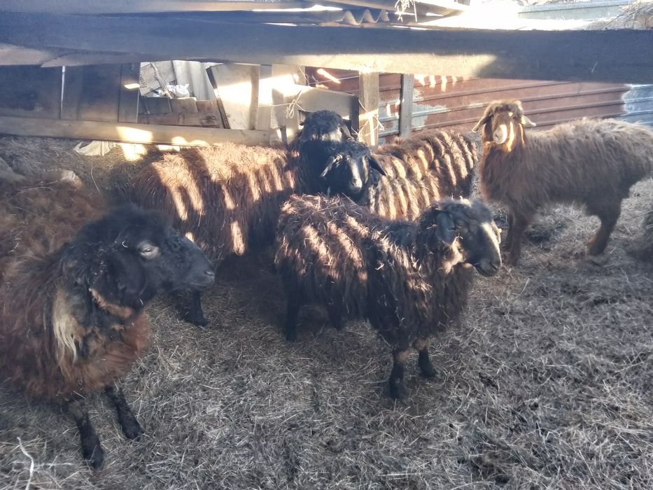 Тоқтылар сатылады