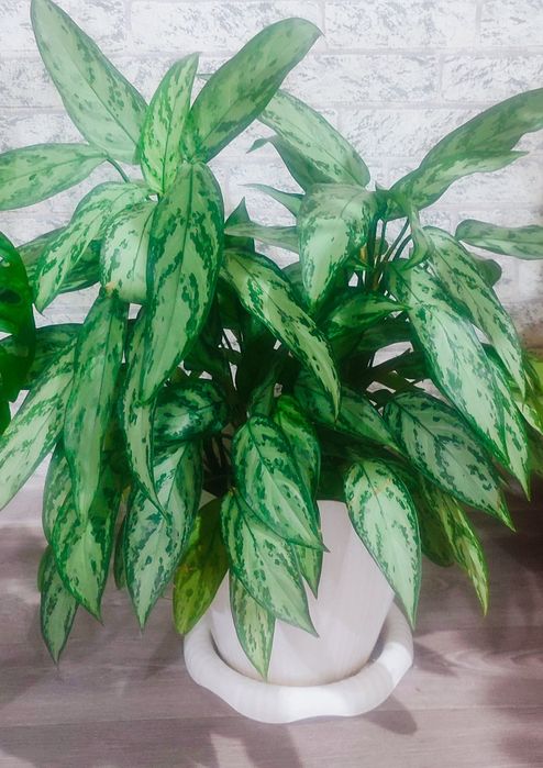 Продаются комнатные цветы