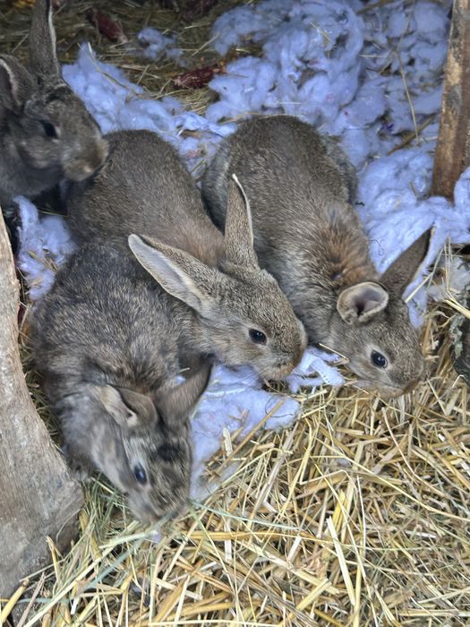 Iepuri micuti de rasa pret 40 de lei