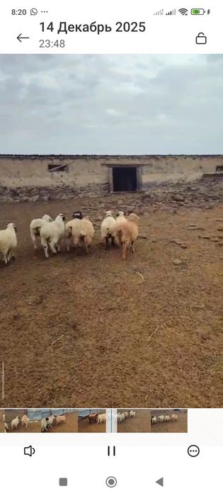 Ургашы 10 бас козы