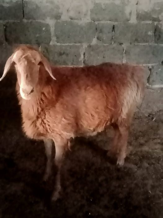 Продам барана кой сатылады