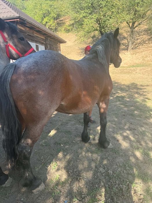 Iapă  bună de vânzare citiți anunțul