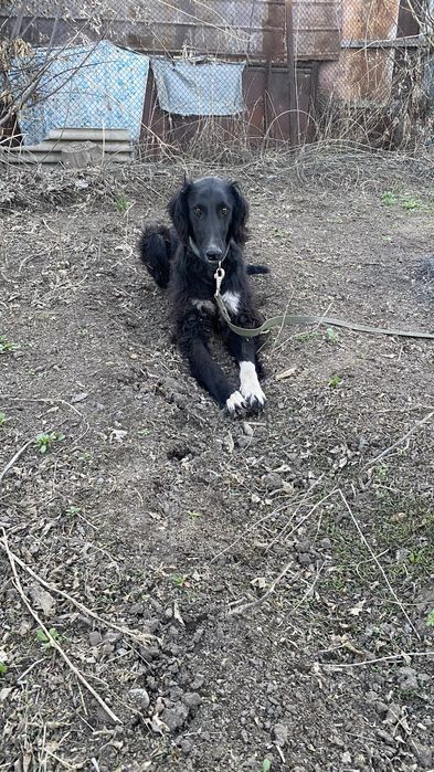 Тазы шашақ құлақ