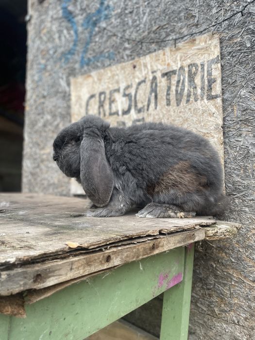Vand mascul berbec german