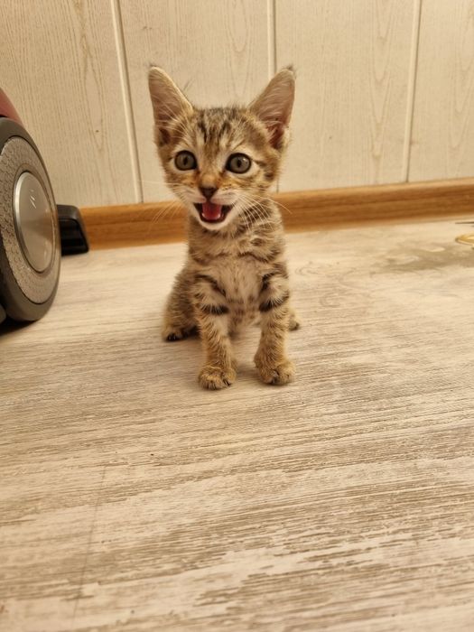 Котёнок маленький девочка