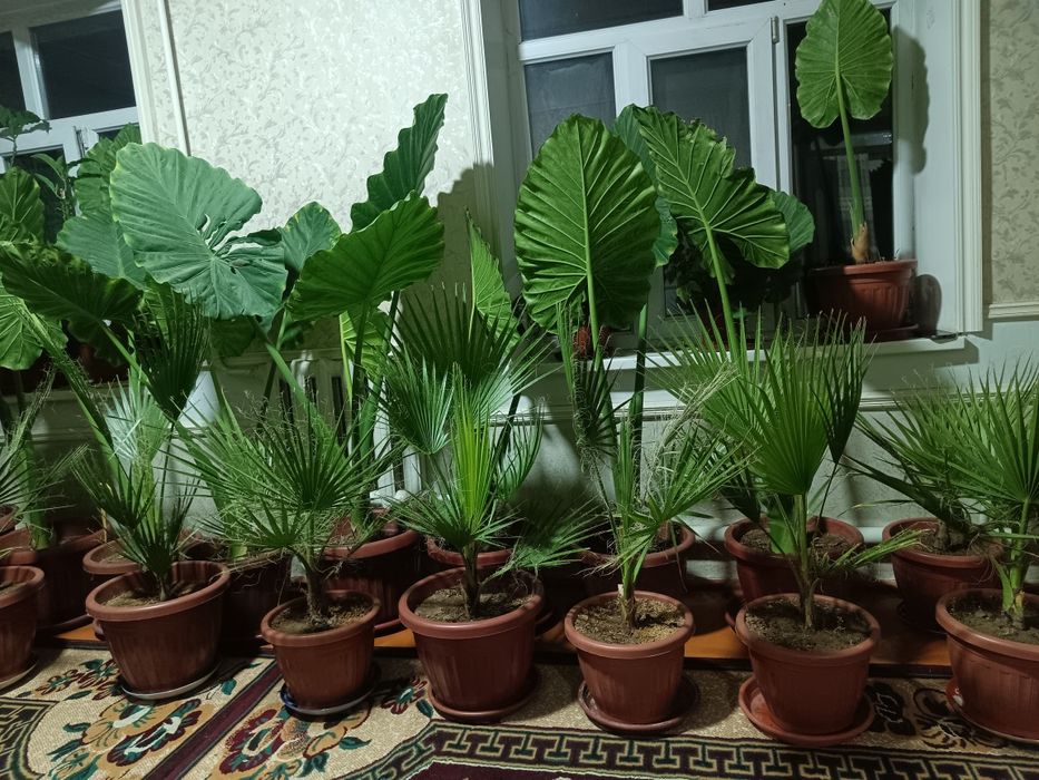 Большие комнатные цветы
