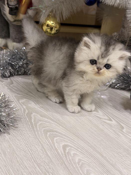 Британцы! Шиншила серебро!