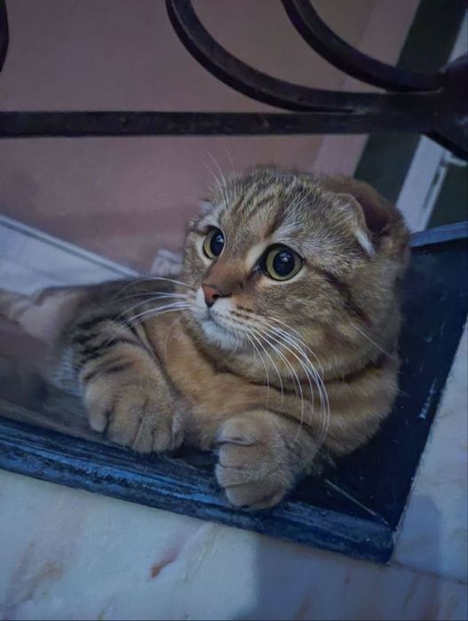 scottish straight va Scottish fold mushukchalari