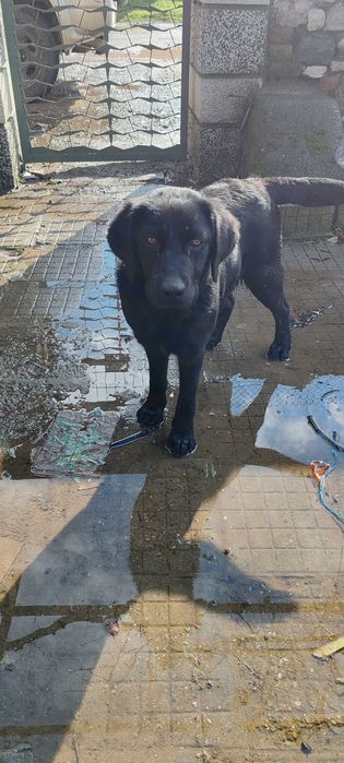 Продава се куче Лабрадор