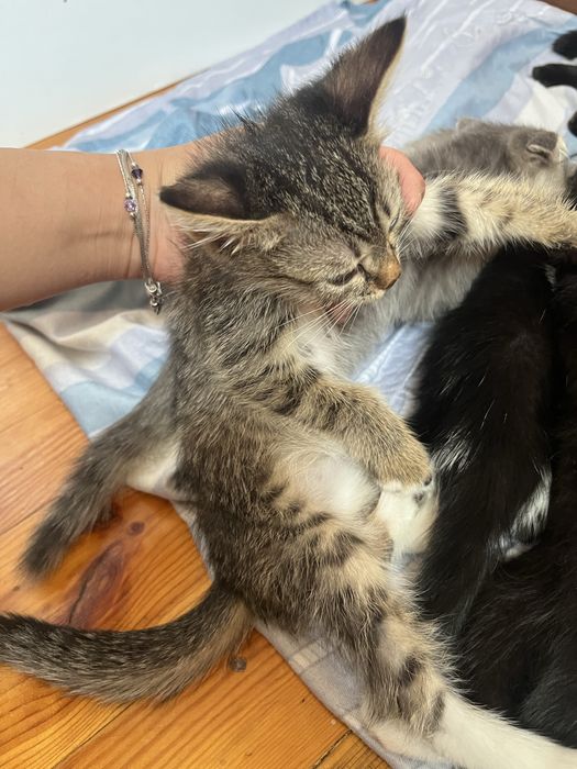 Котенок девочка