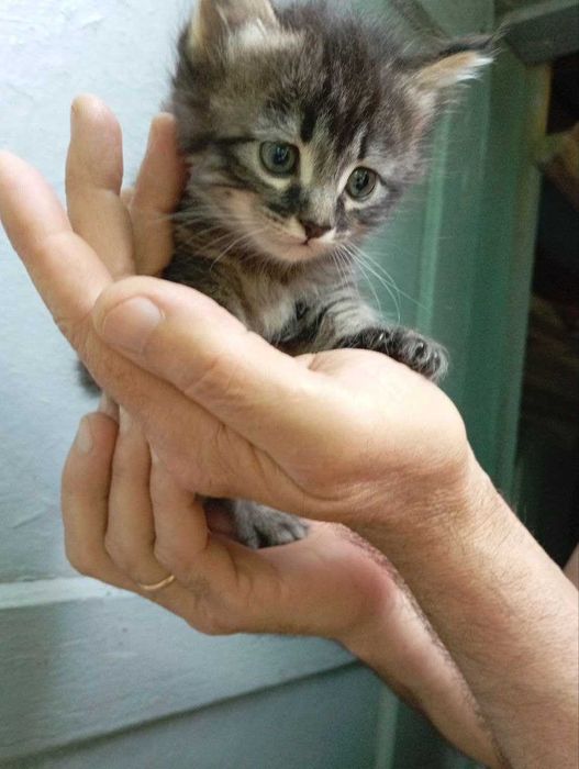 Отдам котят в хорошие руки