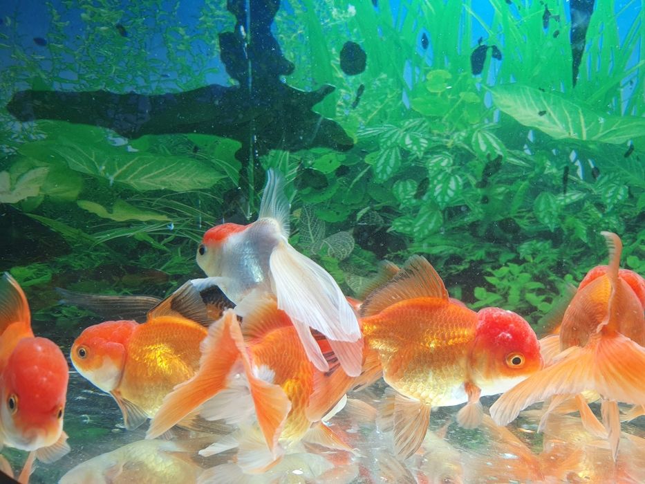 Carasi Oranda diverse culori