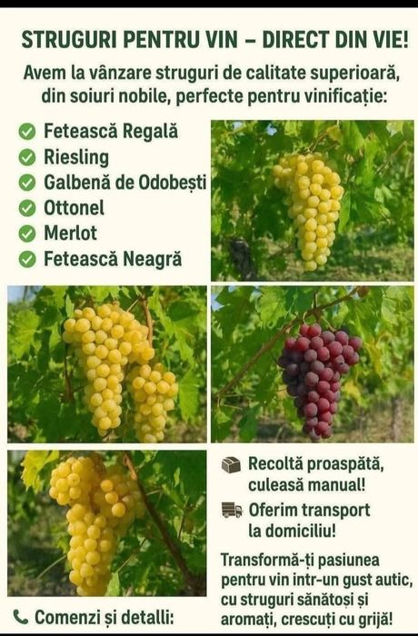 Struguri de vin cu transport la domiciliu ori unde în țară