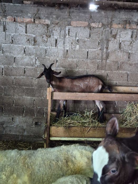 Schimb cu oaie sau berbec Ieduta metis de anglonubian cu alpina franceză