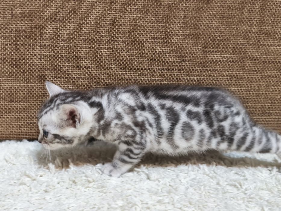 Бронь на  бенгальских котят